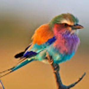 Meet your Posher, Sawyer